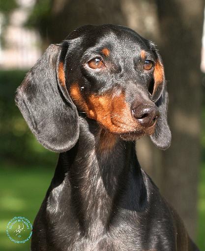 Dachshund 9Y420D-090.JPG